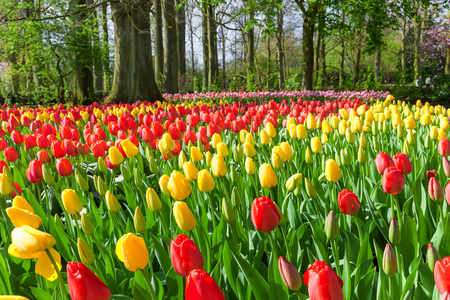 Red and Yellow Tulips in Keukenhof Garden, Netherlandsの写真素材