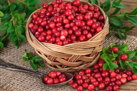 Basket of red cranberriesの写真素材