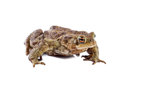 Frog or Common toad or european toad (Bufo bufo)の写真素材