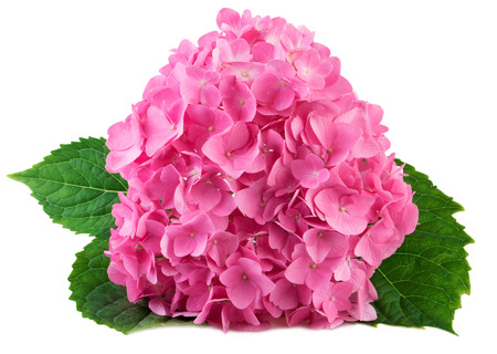 Hydrangea hortensia flowers on white closeupの写真素材