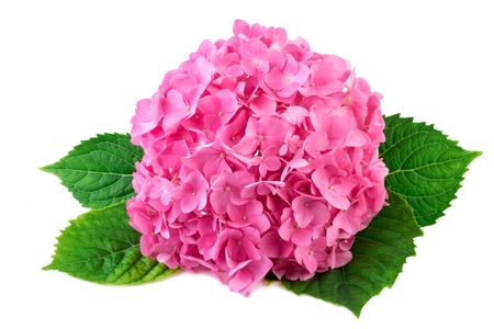 Hydrangea pink flower with green leaf on whiteの写真素材