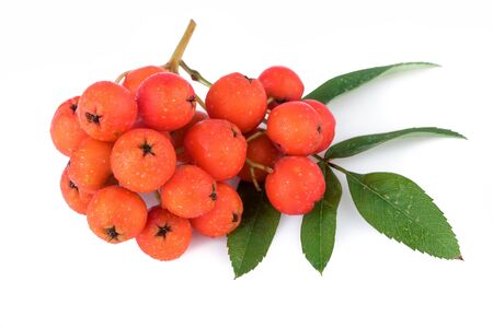 Rowan berry (Sorbus aucuparia). Closeup.の写真素材