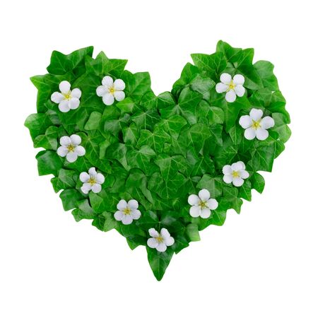 Natural green heart pattern made of ivy leaves and white flowers. Flat lay.の写真素材