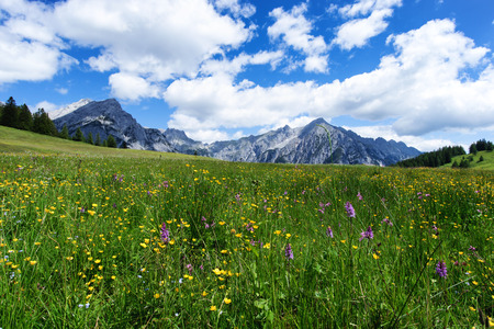 Blooming meadow flowers in spring time with blue sky and cumulus clouds in the Austrian Alpsの写真素材