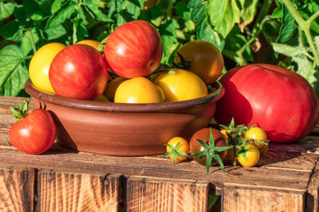 Organic tomatoes in garden, image taken in sunny summer day.の写真素材
