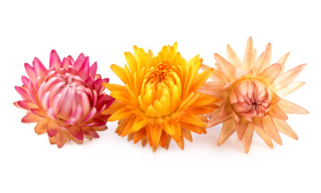 Dried Flowers. Three dry flowers isolated on white.の写真素材