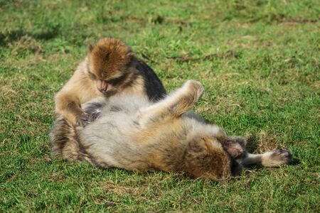 Monkeys Barbary Macaque Groomingの写真素材