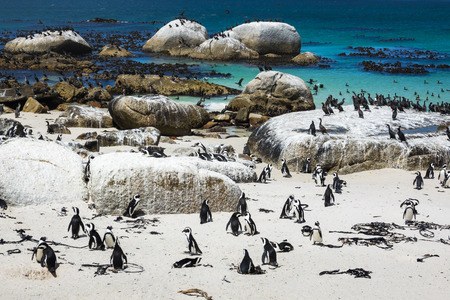 African penguins at Boulders Beach, Cape Town, South Africaの写真素材