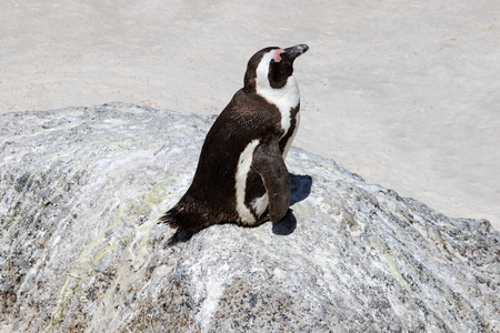 African penguin sleeping at boulders, Boulders Beach, South Africaの写真素材