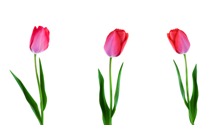 Three pink tulips in row isolated on white backgroundの写真素材