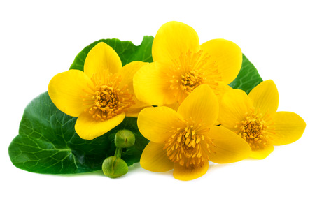 Marsh Marigold flowers (Caltha palustris) on white backgroundの写真素材