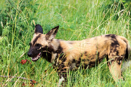 African wild dog or african painted dog(Lycaon pictus) - Kruger National Park - South Africaの写真素材