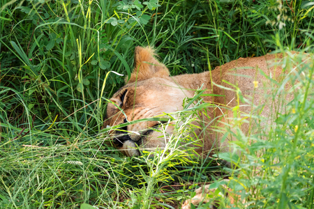 Lioness relaxed in the grass, Kruger National Park, South Africaの写真素材