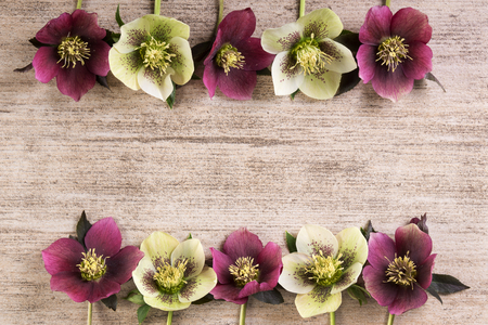 Frame spring flowers lenten rose in a row on light brown rustic background. Copy spaceの写真素材
