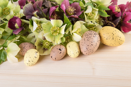 Easter decoration pastel color with spring flower of Lenten roses の写真素材