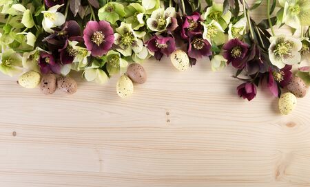 Spring flowers background with Easter decoration pastel color. Lenten roses over light wood text space.の写真素材