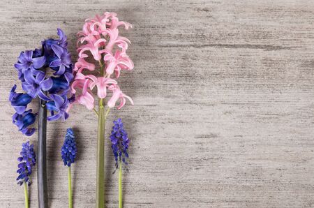 Minimalist flowers on light gray background. Plain simple background, copy space