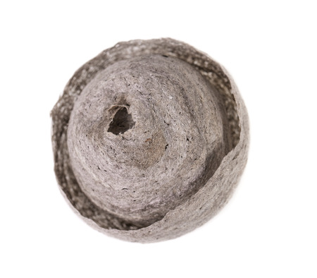 Wasp nest on white. Grey round nest of tree wasp (Dolichovespula sylvestris) isolated on white backgroundの写真素材
