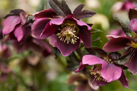 Lenten rose or hellebore flower closeupの写真素材