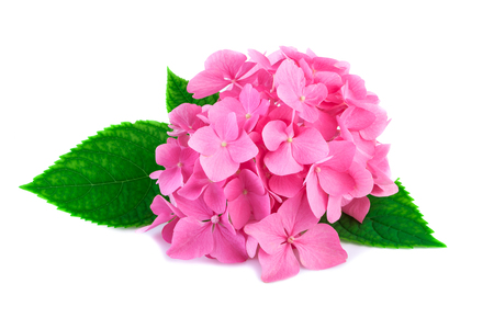 Pink hydrangea flowers with green leaves isolated on white. Blossoms of hortensia or hydrangea plant in close-up.の写真素材