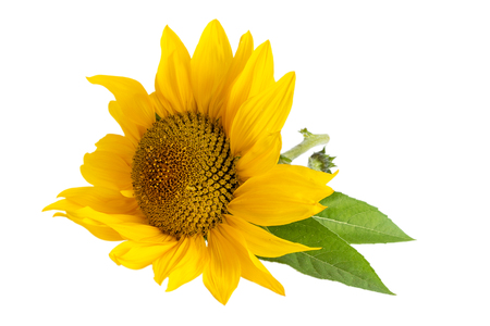 Yellow Sunflower Isolated On White  Backgroundの写真素材