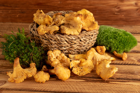 Basket of wild organic chanterelles mushrooms on old wooden tableの写真素材