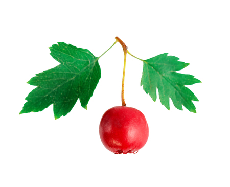 Hawthorn red berry in close up on whiteの写真素材