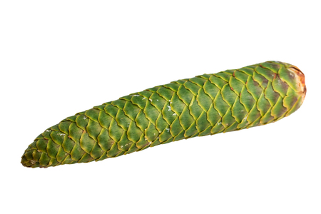 spruce cone green unripe closed isolated on whiteの写真素材