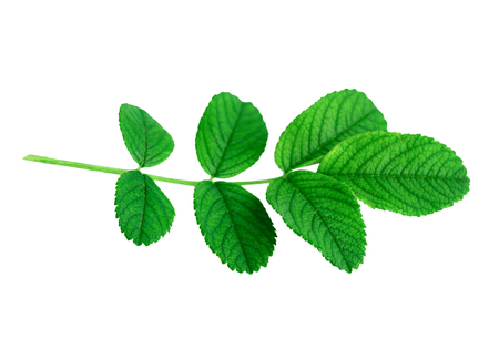fresh green leaves of rose plant or Rosa rugosa or Japanese rose isolated on whiteの写真素材