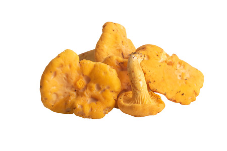 pile of mushrooms chanterelle isolated on whiteの写真素材