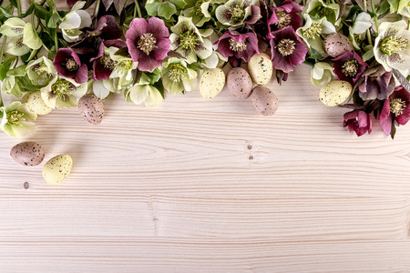 Easter decoration with spring flowers of hellebore lenten roses on light wooden background. Top view, copy spaceの写真素材
