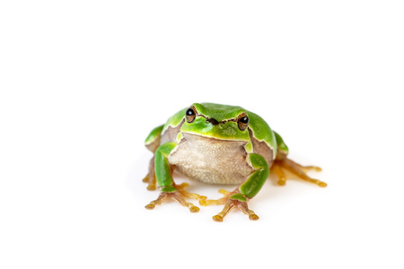 Green Tree Frog Front View Sitting On Whiteの写真素材