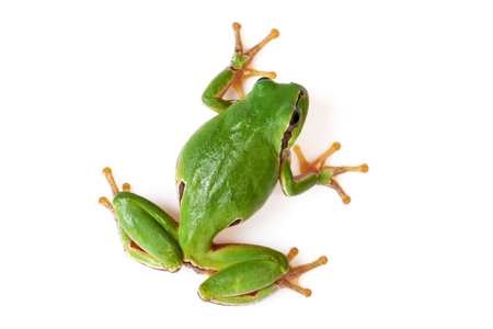 Green Tree Frog Climbing On White Close-Up Hyla arboreaの写真素材