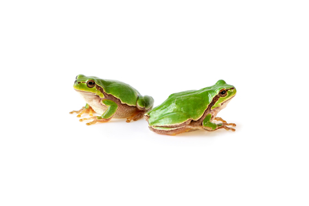Two Green Tree Frogs Sitting On White, European tree frog - Hyla arboreaの写真素材