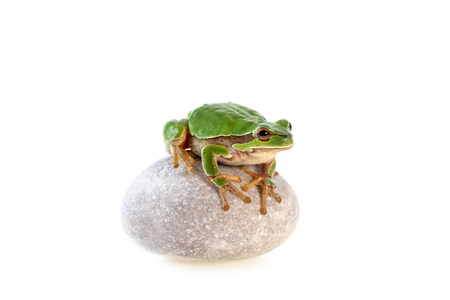 Green tree frog sitting on grey stone isolated on white  European tree frog Hyla arboreaの写真素材