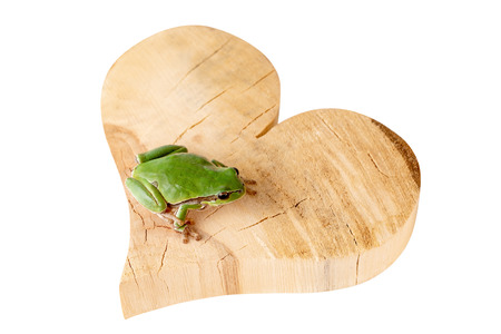 Green Tree Frog Sitting On Wood Heart Environment Concept Clipping Path Includedの写真素材