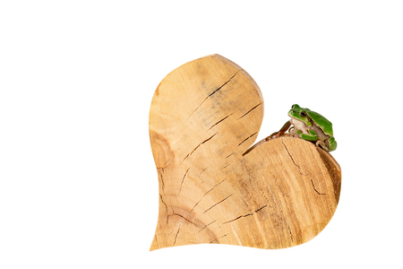 Green Frog Tree Frog Sitting On Wood Heart Environment Concept Clipping Path Includedの写真素材