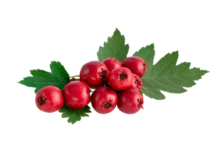 Hawthorn or common hawthorn or Crataegus monogyna berries  isolated on white backgroundの写真素材