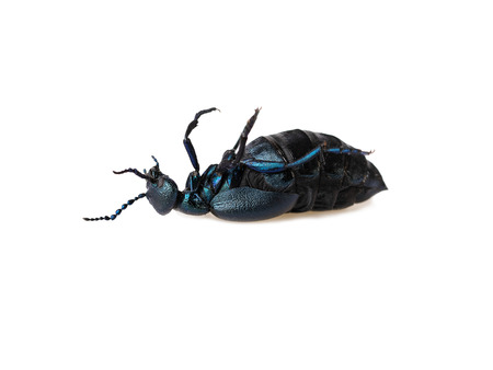 Black blue oil beetle lying on the back isolated on white backgroundの写真素材