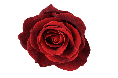 red rose flower isolated on white backgroundの写真素材