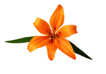 lilium or lily flower orange color isolated on white clipping path includedの写真素材