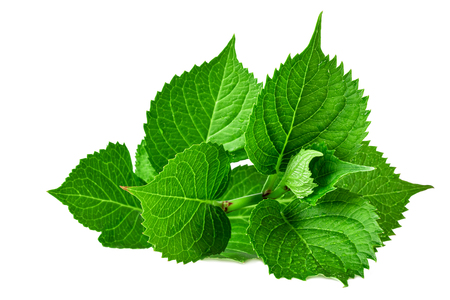 green spring leaves of hydrangea plant isolated on whiteの写真素材