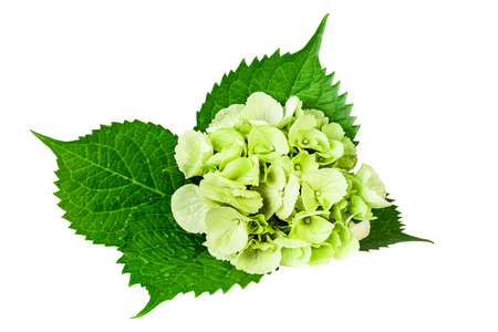 Hydrangea leaf with green white flowers isolated on whiteの写真素材