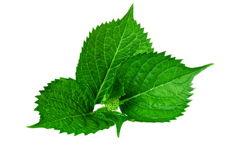 green spring leaf of hydrangea plant isolated on white backgroundの写真素材