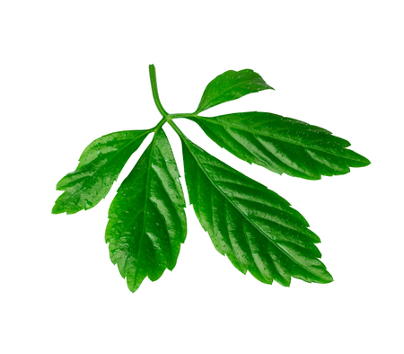 jiaogulan leaf or immortality herb isolated with clipping pathの写真素材