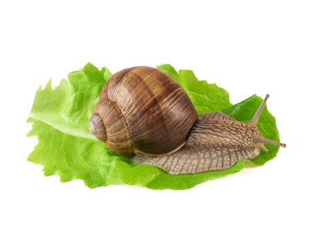 Snail on salad leaf or land snail Helix pomatia isolated on whiteの写真素材