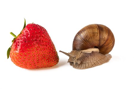 Snail and strawberry or Roman snail or Helix pomatia isolated on whiteの写真素材