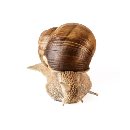 Snail front view Helix pomatia or land snail isolated on whiteの写真素材