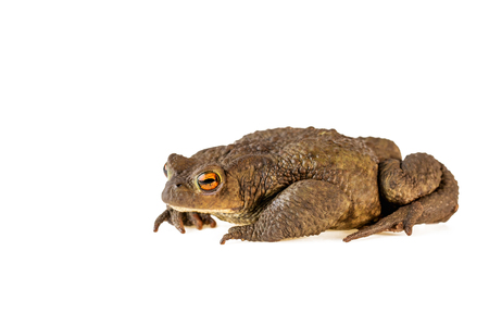 Common toad or Bufo bufo isolated on white backgroundの写真素材