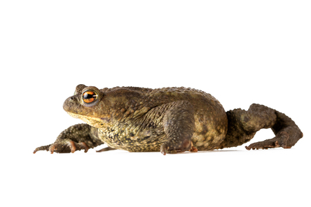 Toad Creeping Common Toad or Bufo Bufo Isoalated on Whiteの写真素材